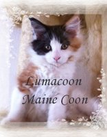Lumacoon Yara har killinger, Maine Coon, 