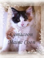 Lumacoon Maine Coon