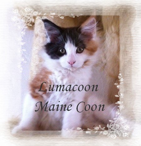 Lumacoon Maine Coon